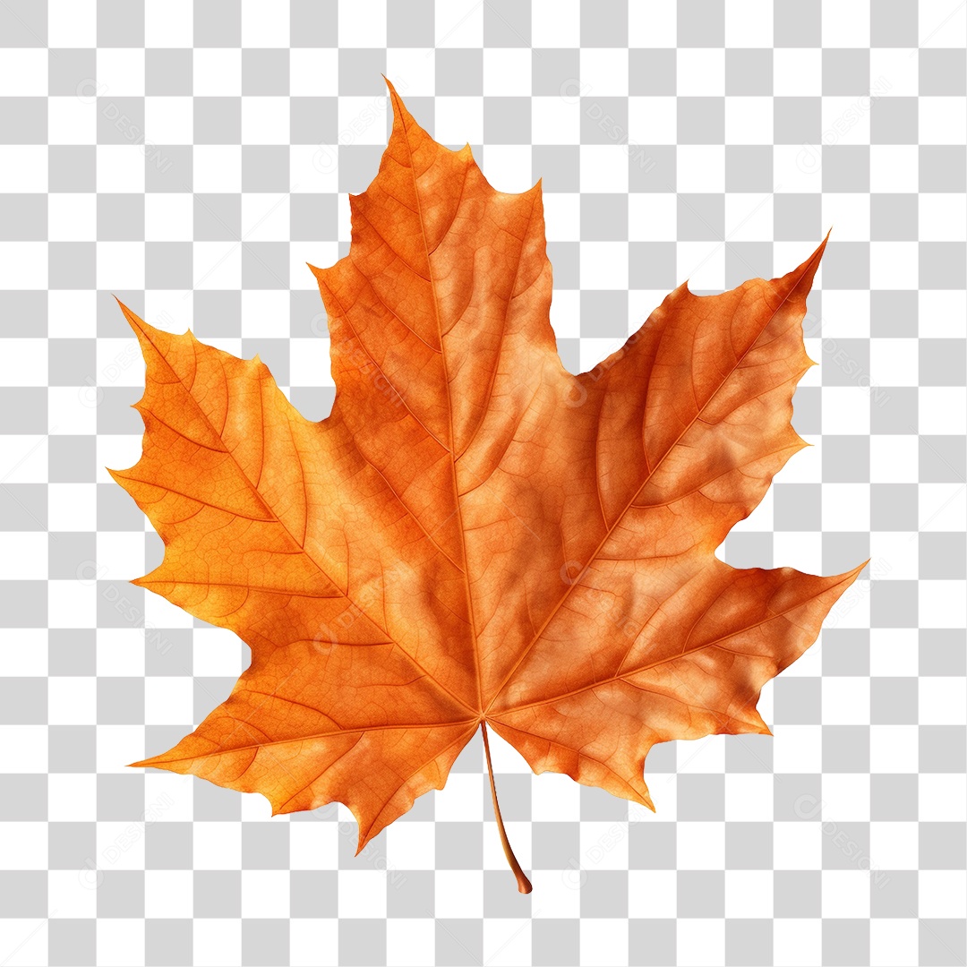 Folhas Galhos PNG Transparente