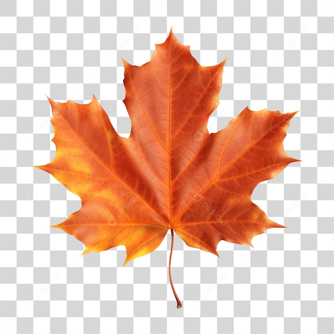 Folhas PNG Transparente