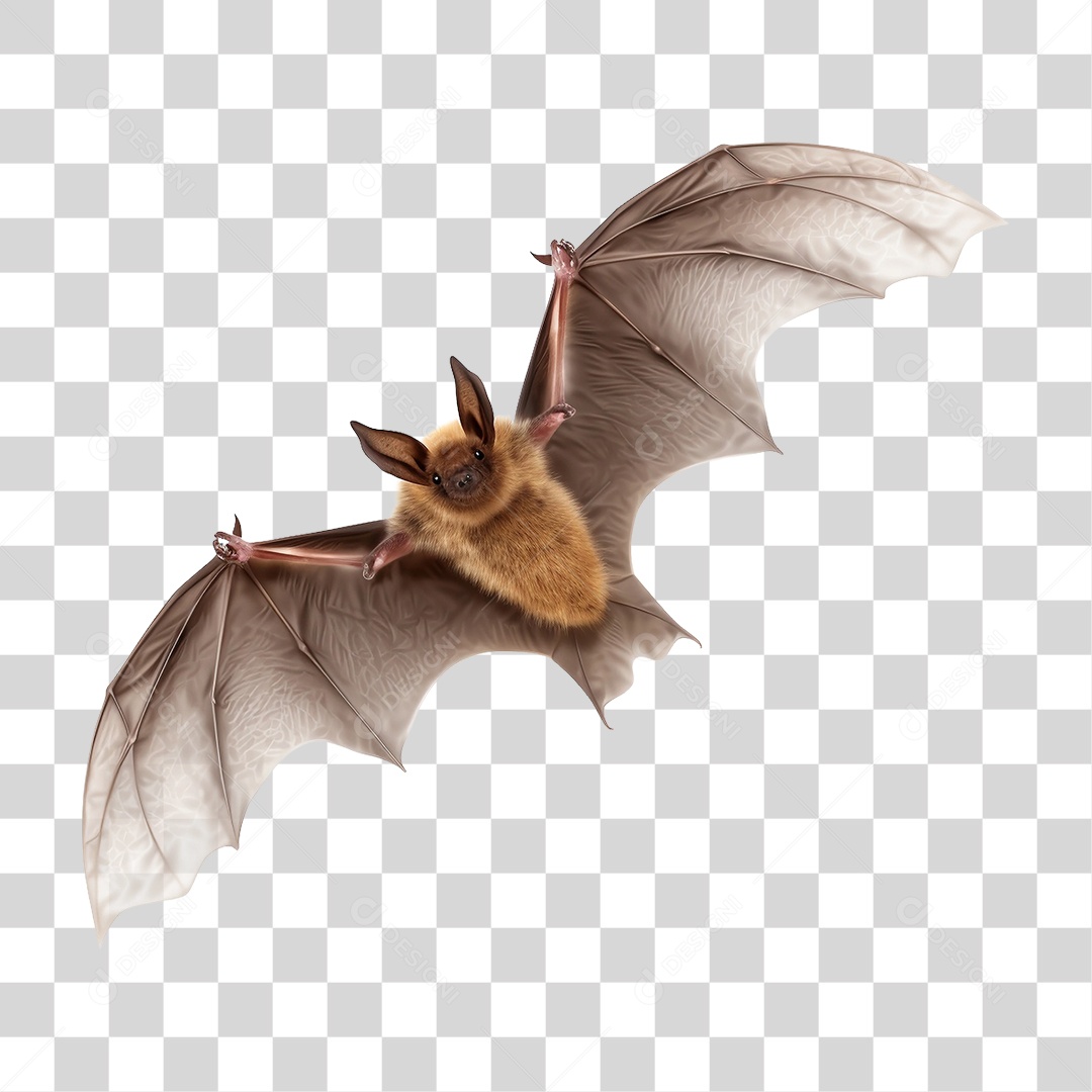 Morcego Mamífero Voador PNG Transparente