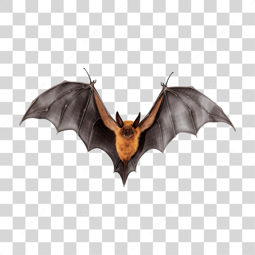 Morcego Mamífero Voador PNG Transparente