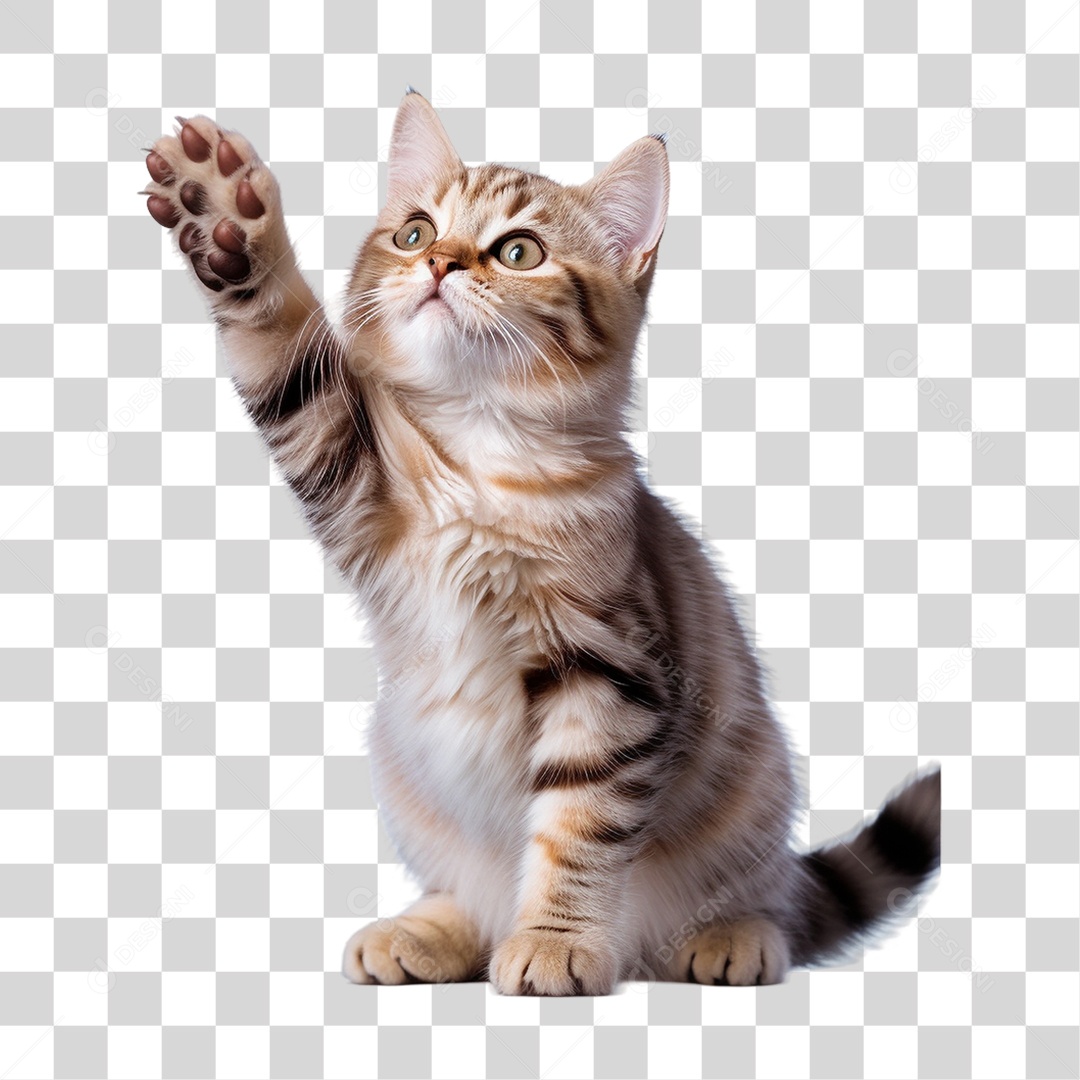 Gato Pet Animal de Estimação PNG Transparente