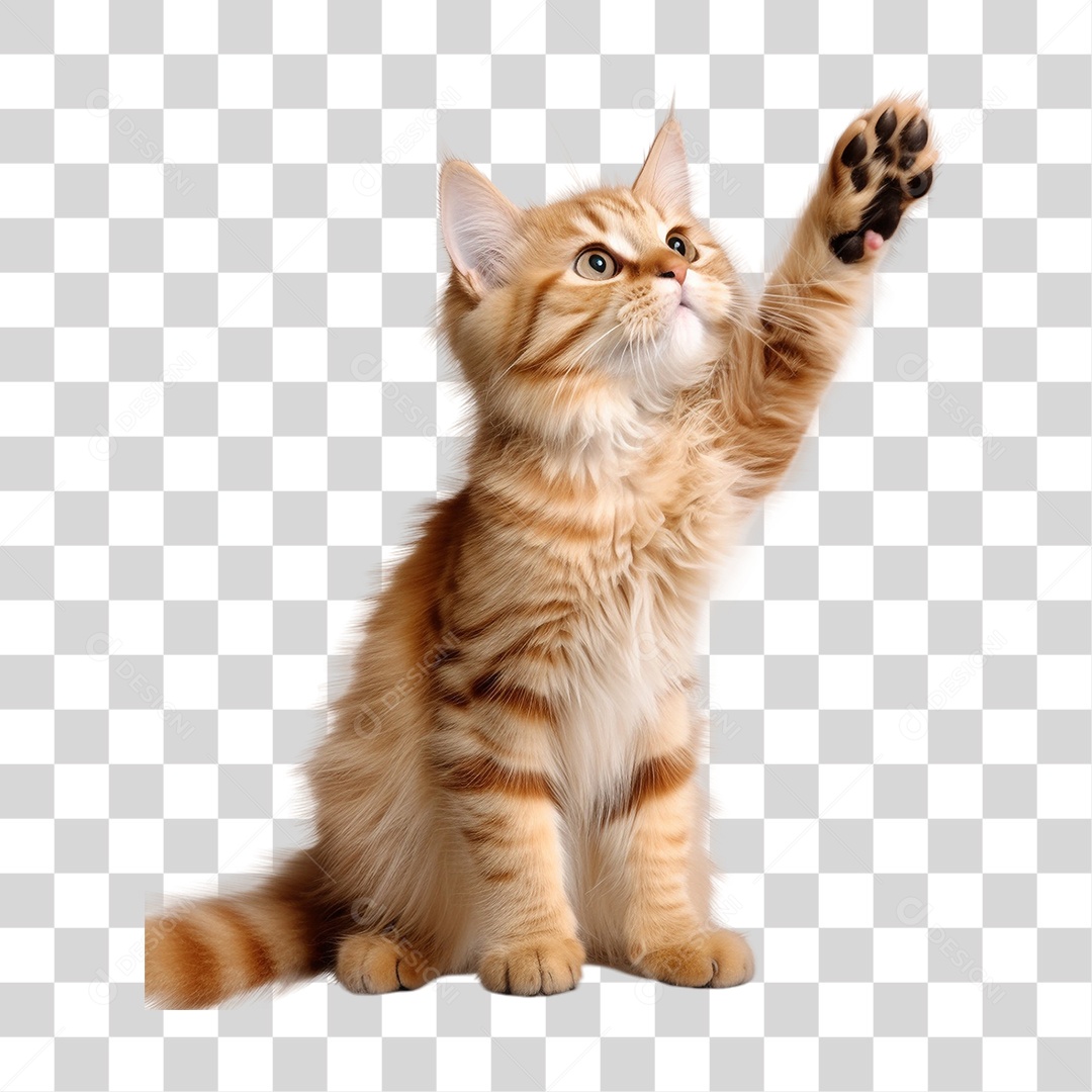 Gato Pet Animal de Estimação PNG Transparente