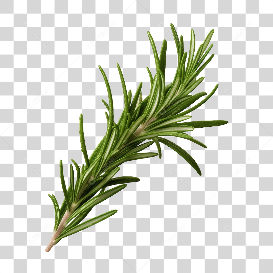 Alecrim Plantas PNG Transparente