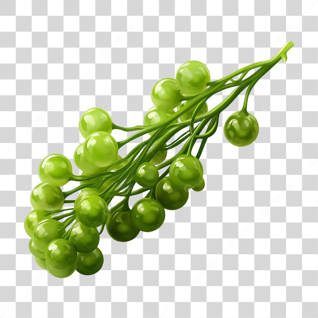 Algas Marinhas Uvas do Mar PNG Transparente