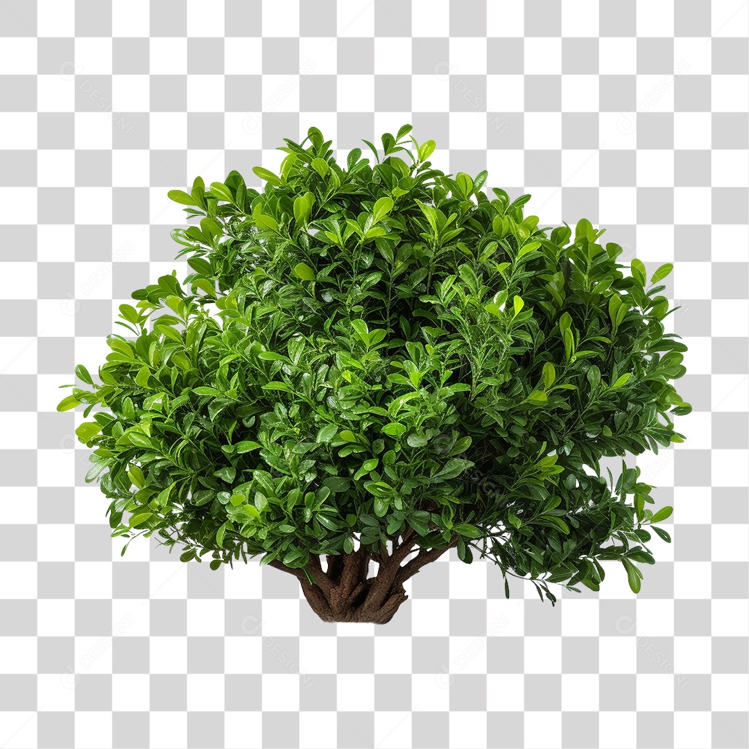 Arbusto Plantas Verdes PNG Transparente