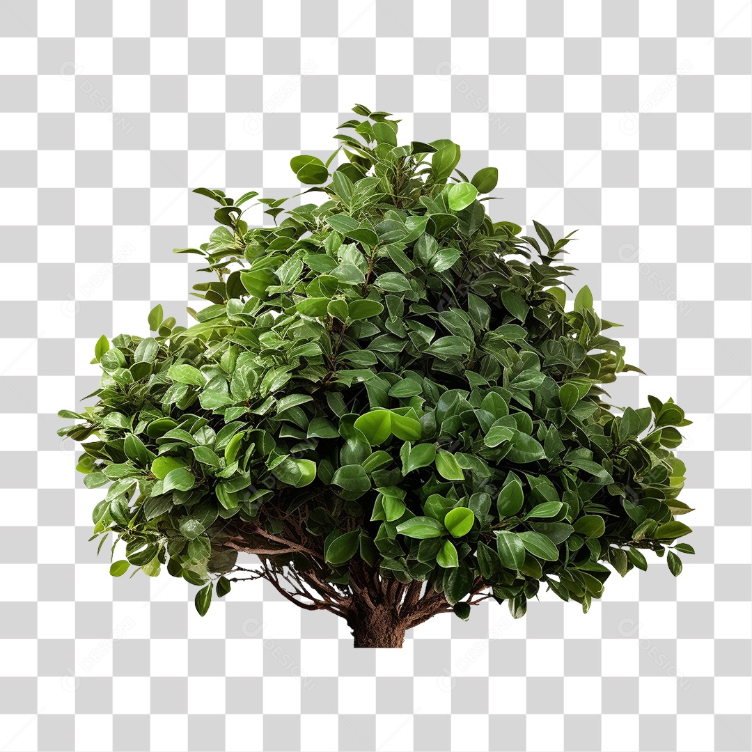 Arbusto Plantas Verdes PNG Transparente