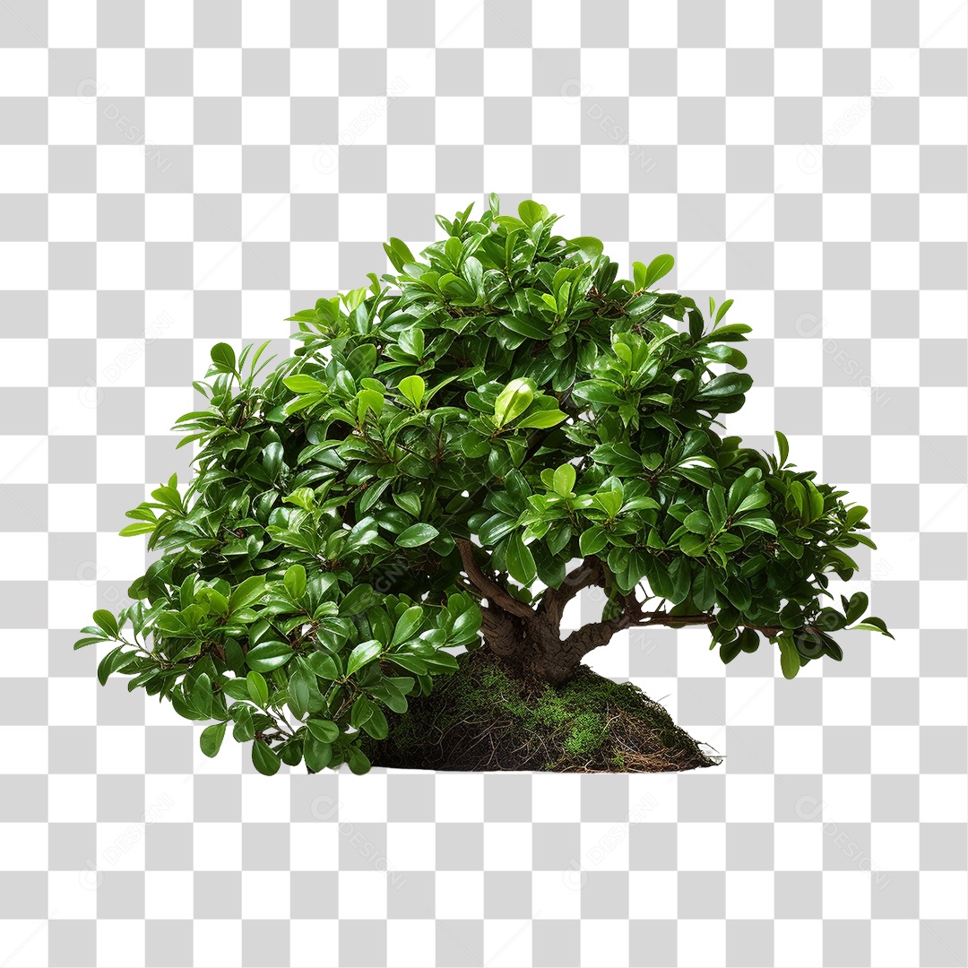 Arbusto Plantas Verdes PNG Transparente