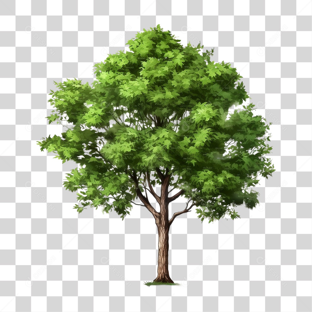 Árvore Folhas PNG Transparente