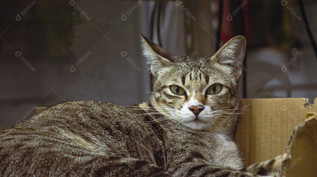 Gato pardo listrado de olhos verdes lindo