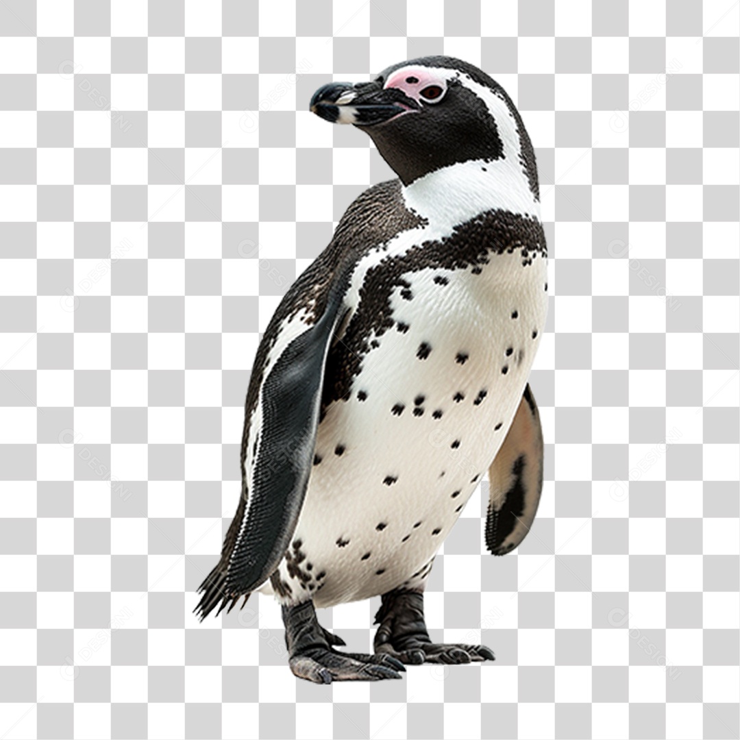 Pinguim Animal PNG Transparente