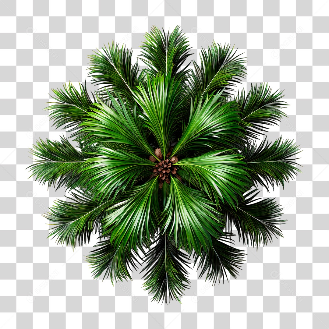 Palmeira Suga PNG Transparente