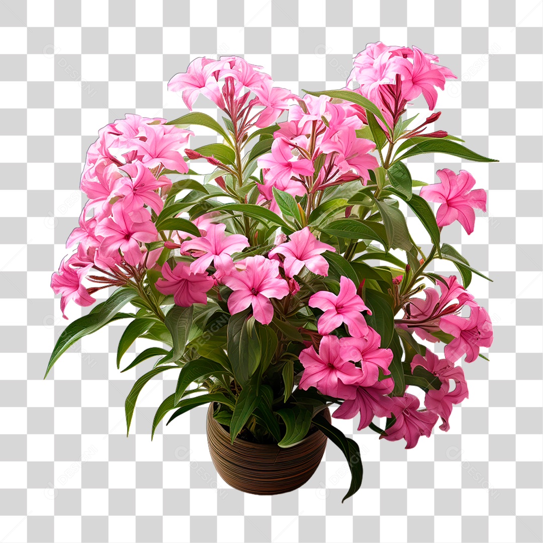 Flores PNG Transparente