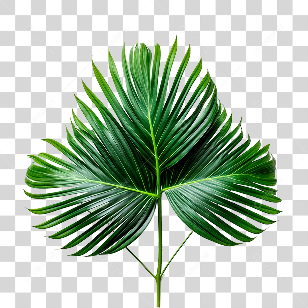 Palmeira PNG Transparente