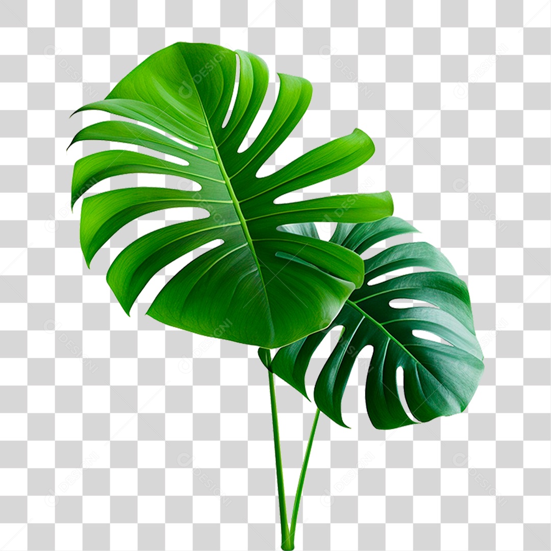 Folhas de Monstera PNG Transparente