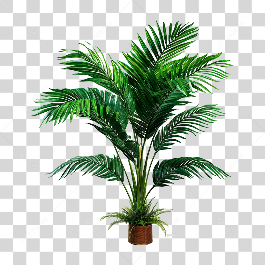 Palmeira Planta PNG Transparente