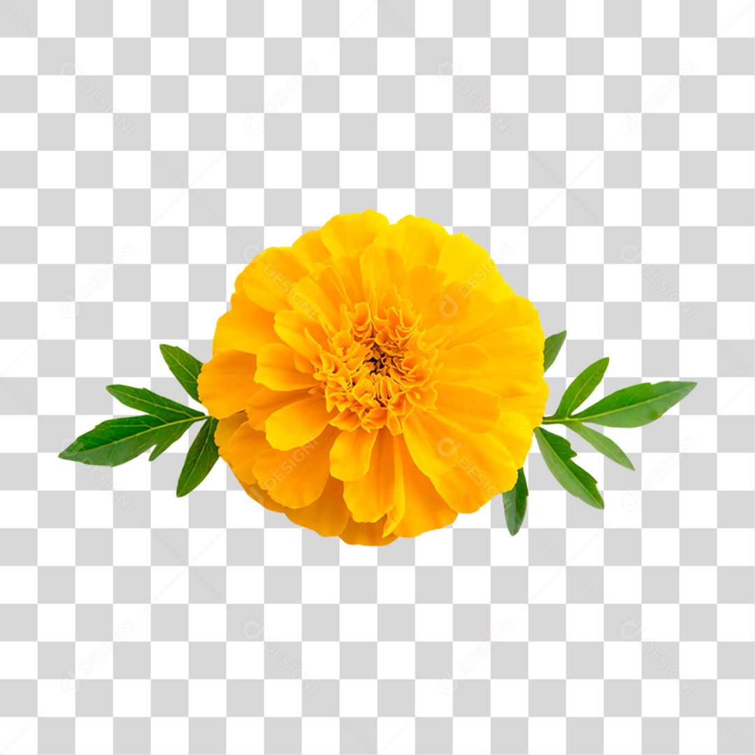 Flor Amarela PNG Transparente