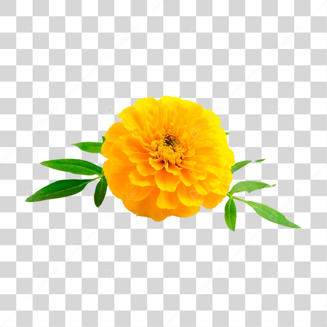 Flor Amarela PNG Transparente