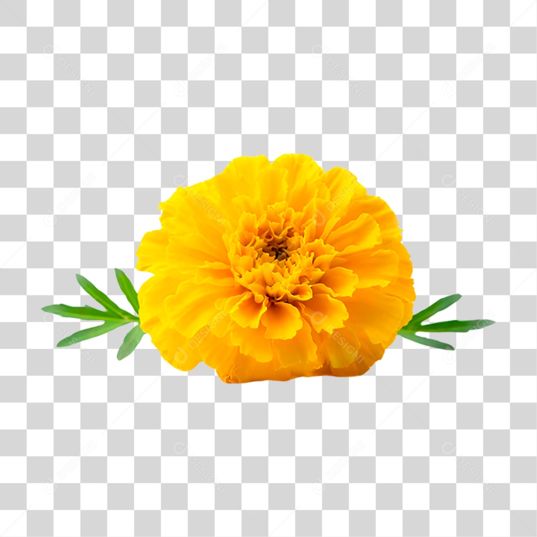 Flor Amarela PNG Transparente