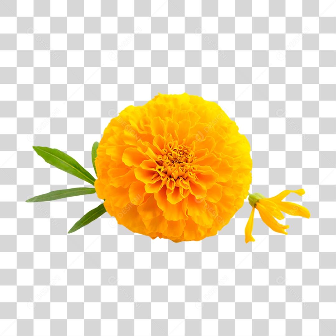 Flor Amarela PNG Transparente