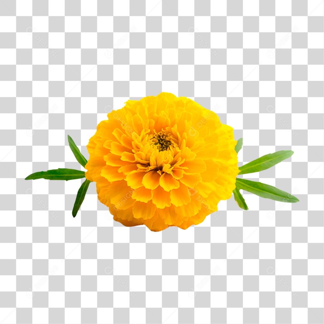 Flor Amarela PNG Transparente