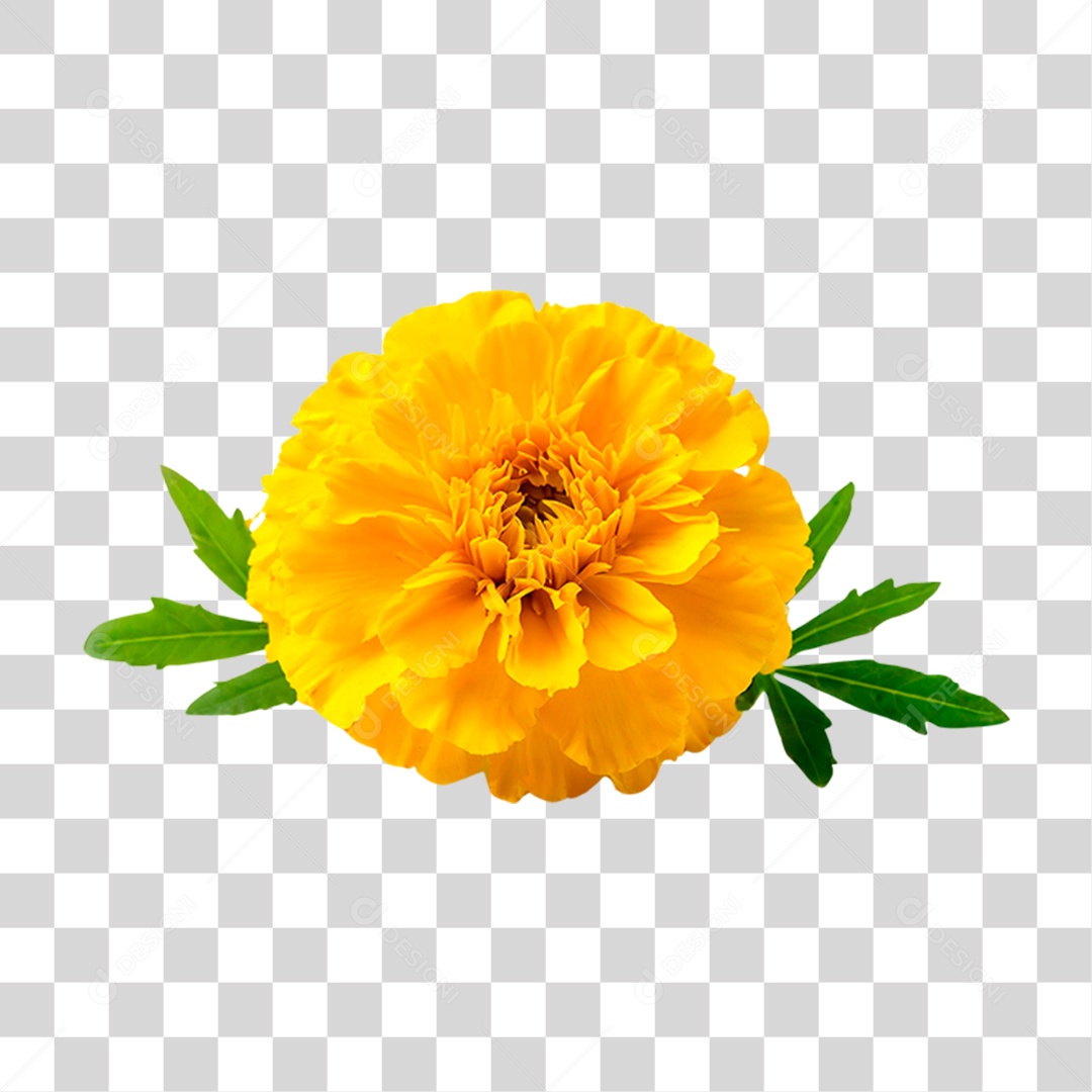 Flor Amarela PNG Transparente