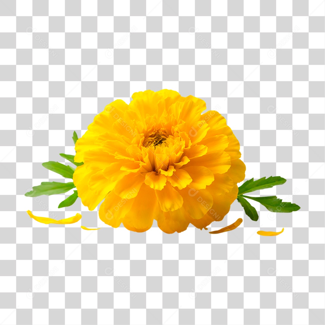 Flor Amarela PNG Transparente