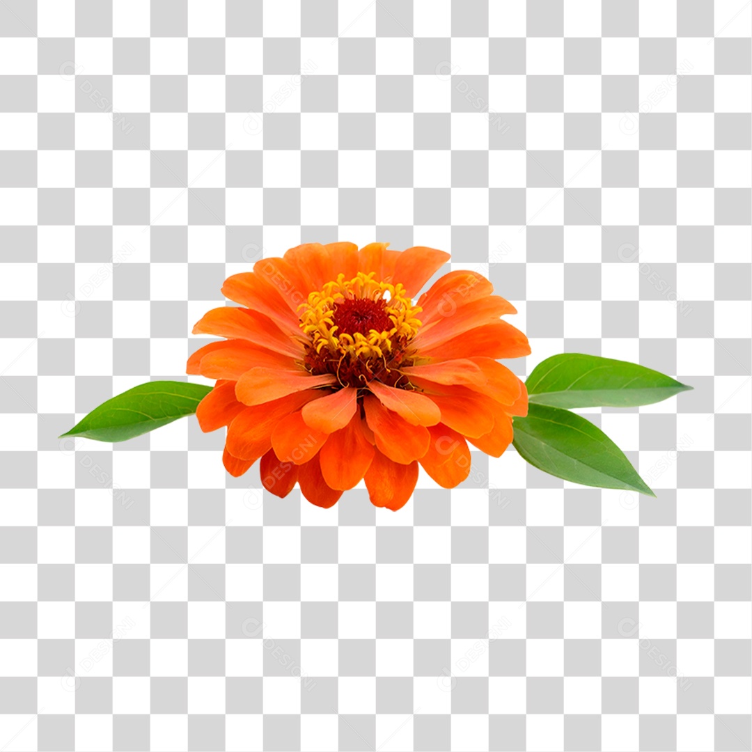 Flor Laranjada PNG Transparente