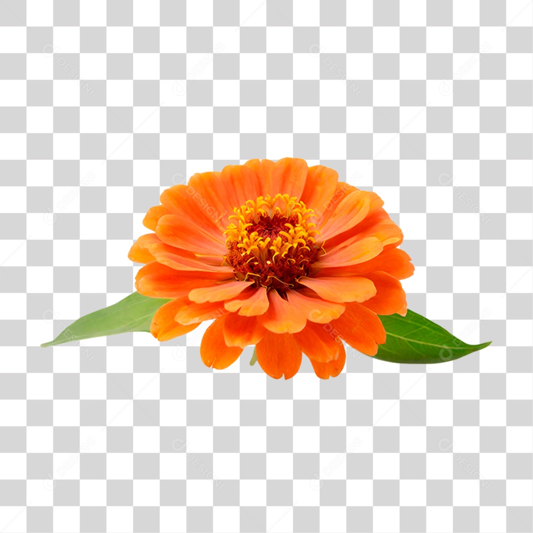 Flor Laranjada PNG Transparente