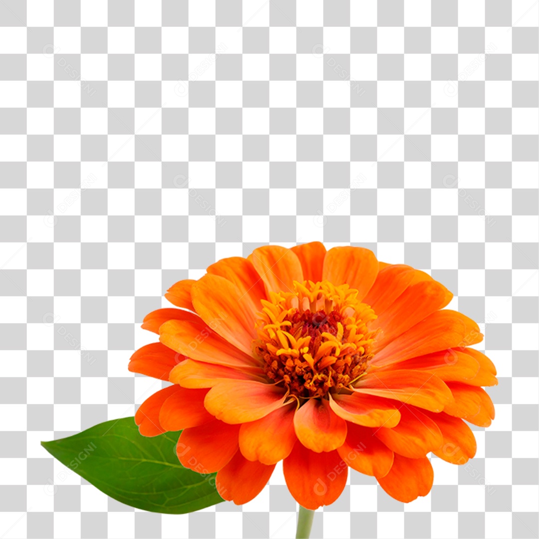 Flor Laranjada PNG Transparente