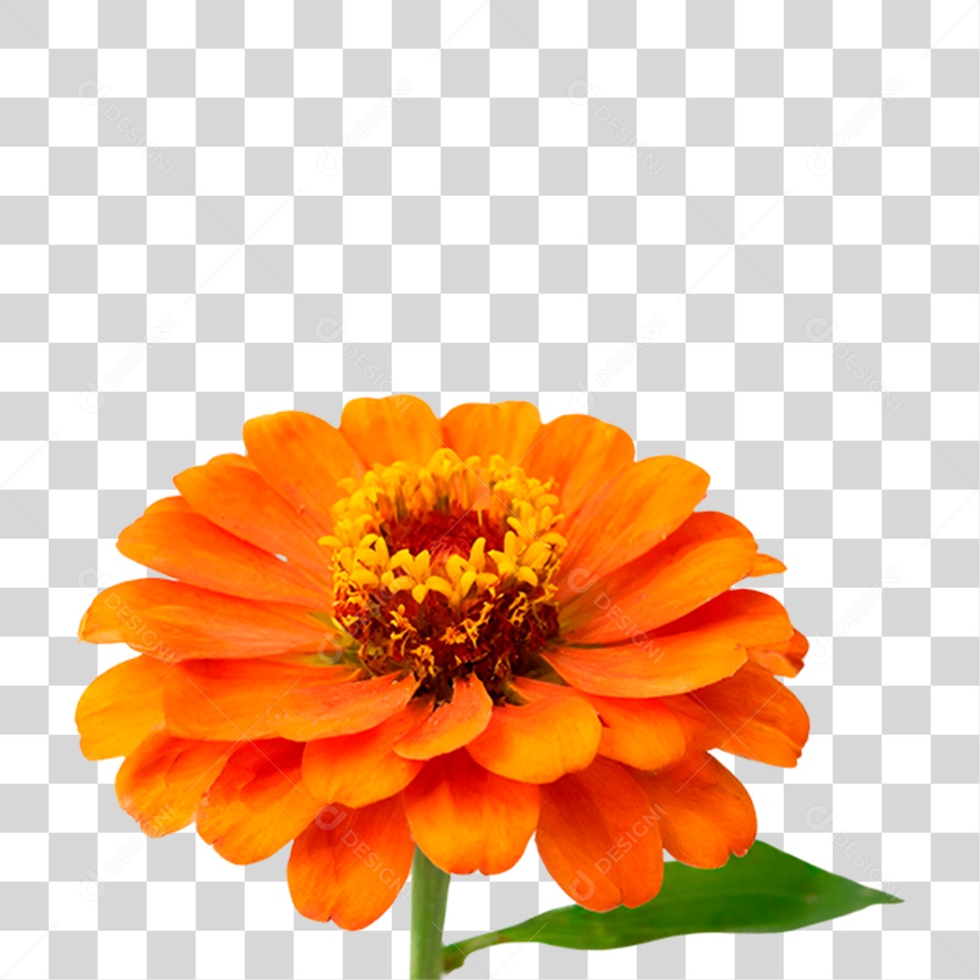 Flor Laranjada PNG Transparente