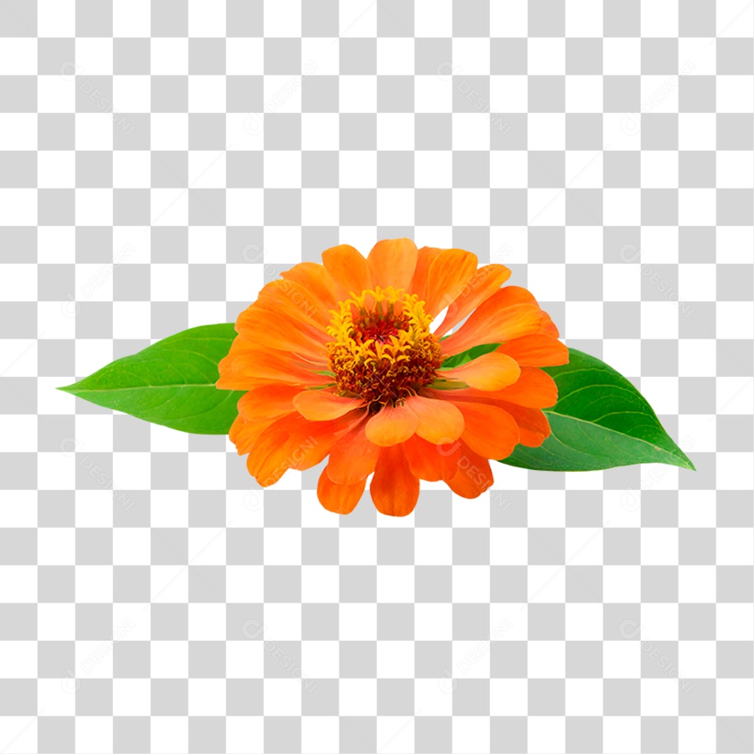 Flor Laranjada PNG Transparente
