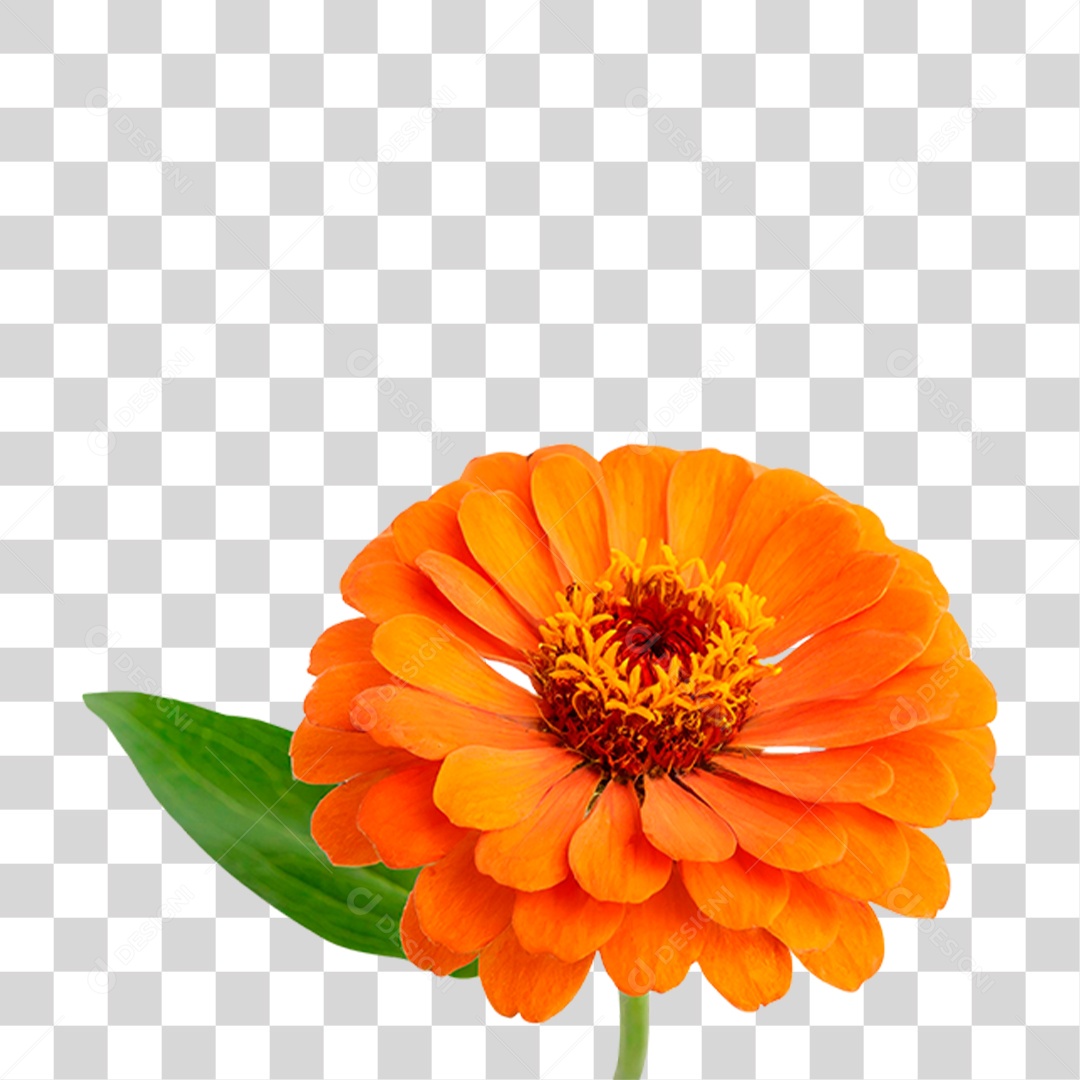 Flor Laranjada PNG Transparente
