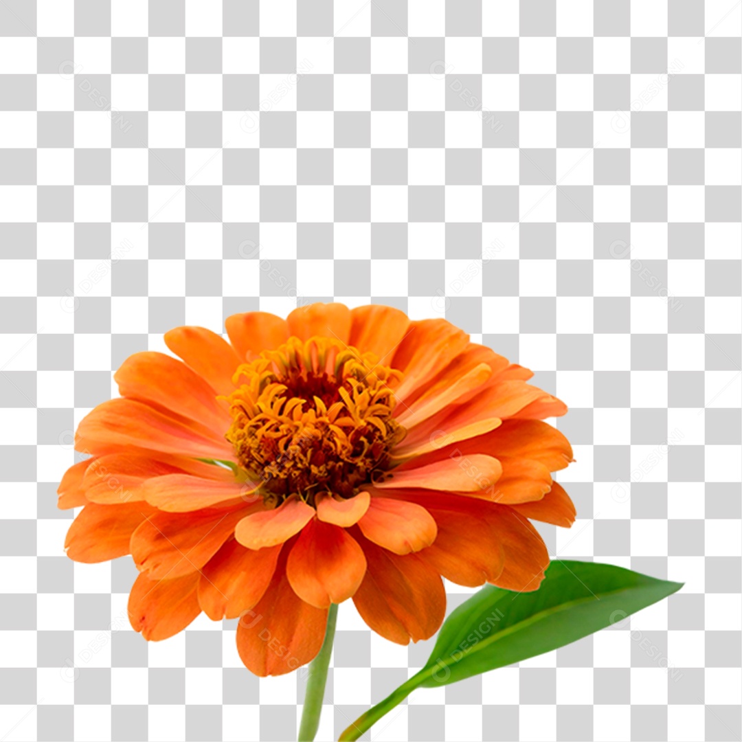 Flor Laranjada PNG Transparente