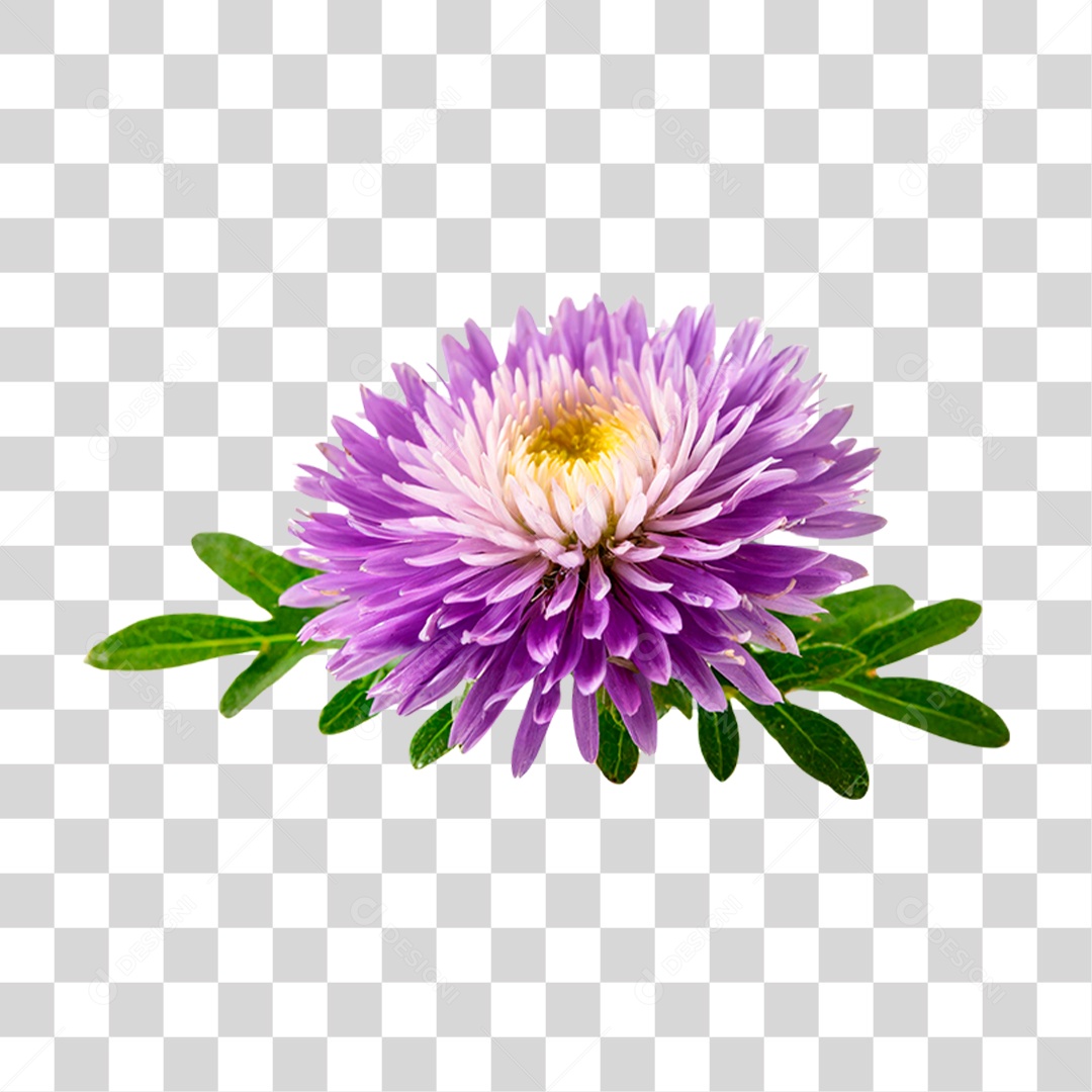 Áster Flor Roxa PNG Transparente
