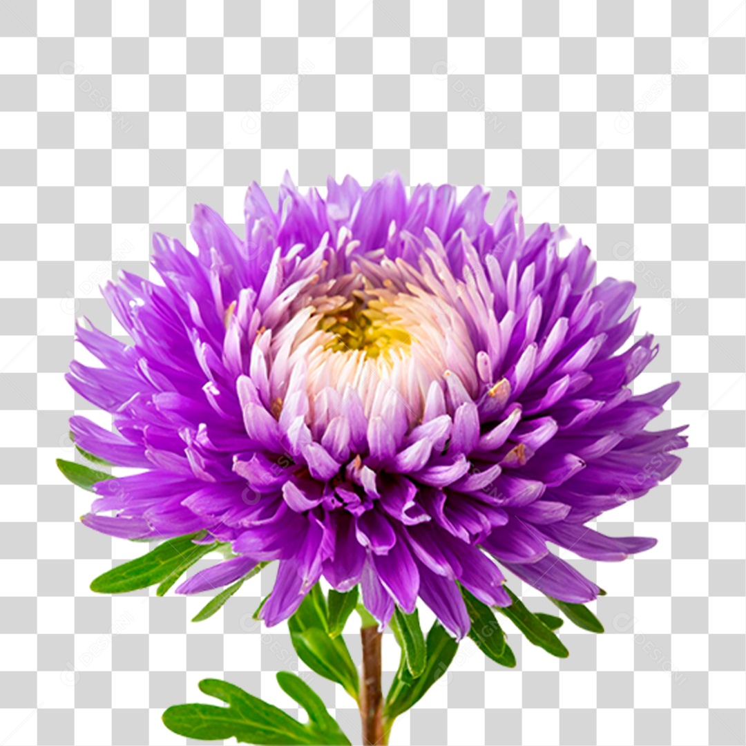 Áster Flor Roxa PNG Transparente