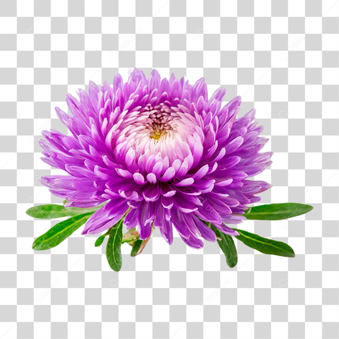 Áster Flor Roxa PNG Transparente