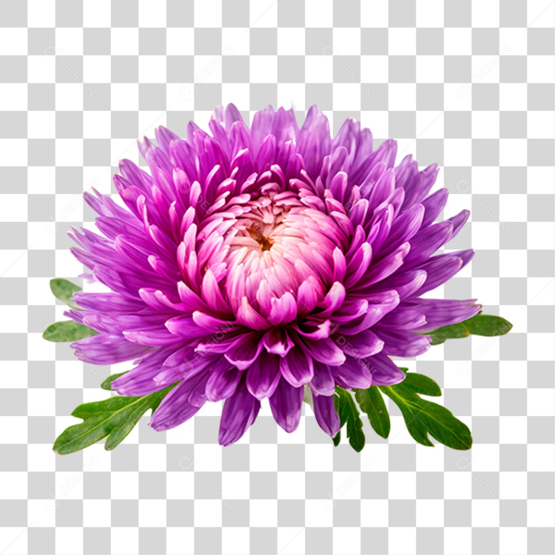 Áster Flor Roxa PNG Transparente