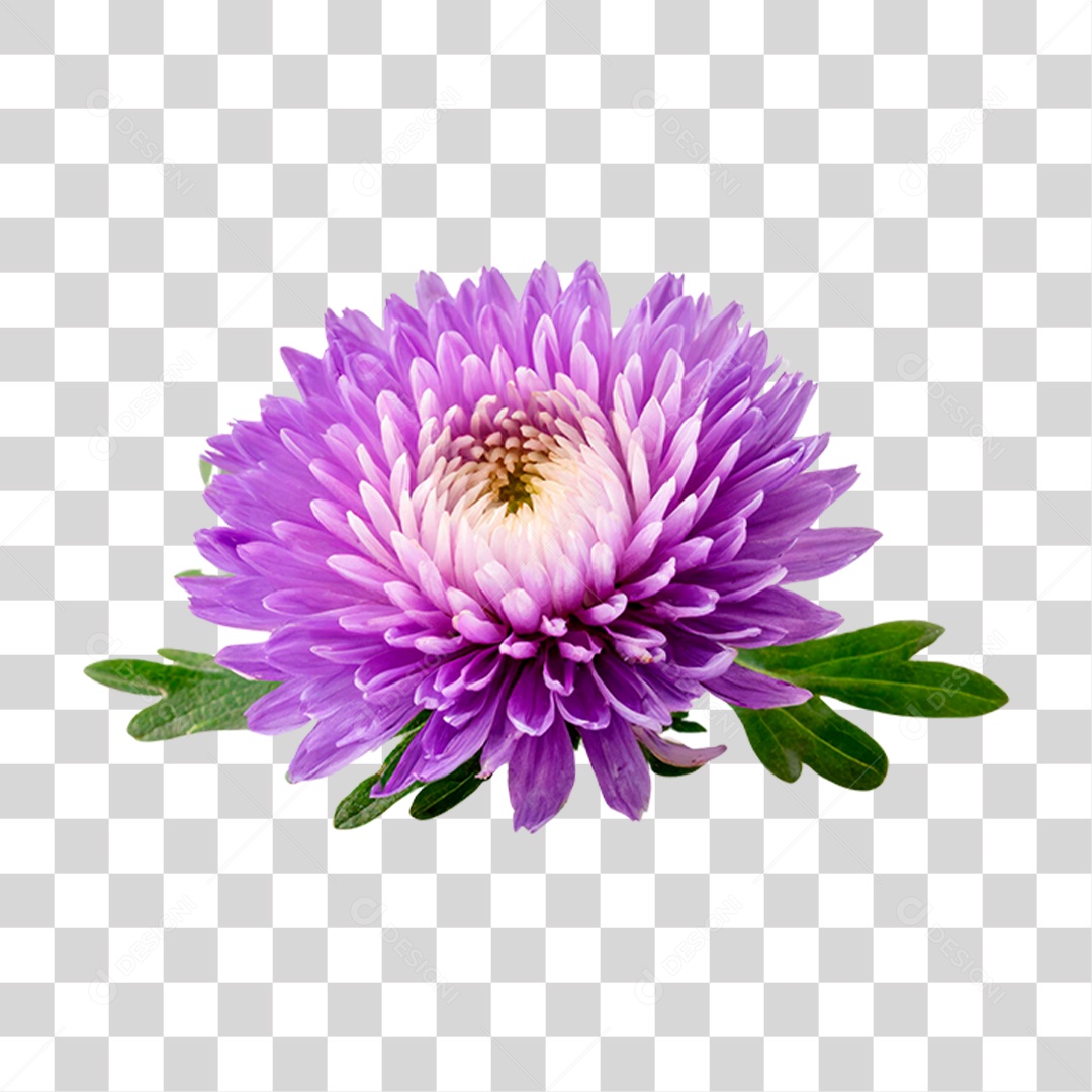 Áster Flor Roxa PNG Transparente