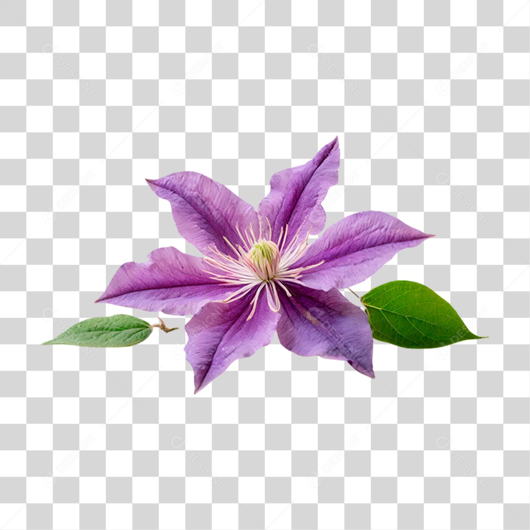 Flor Roxa de Clematis PNG Transparente