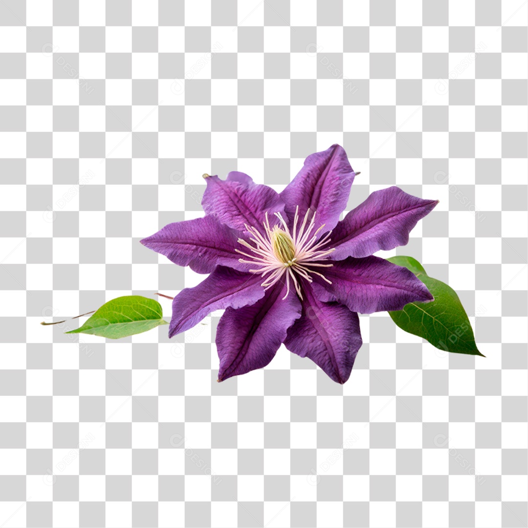 Flor Roxa de Clematis PNG Transparente