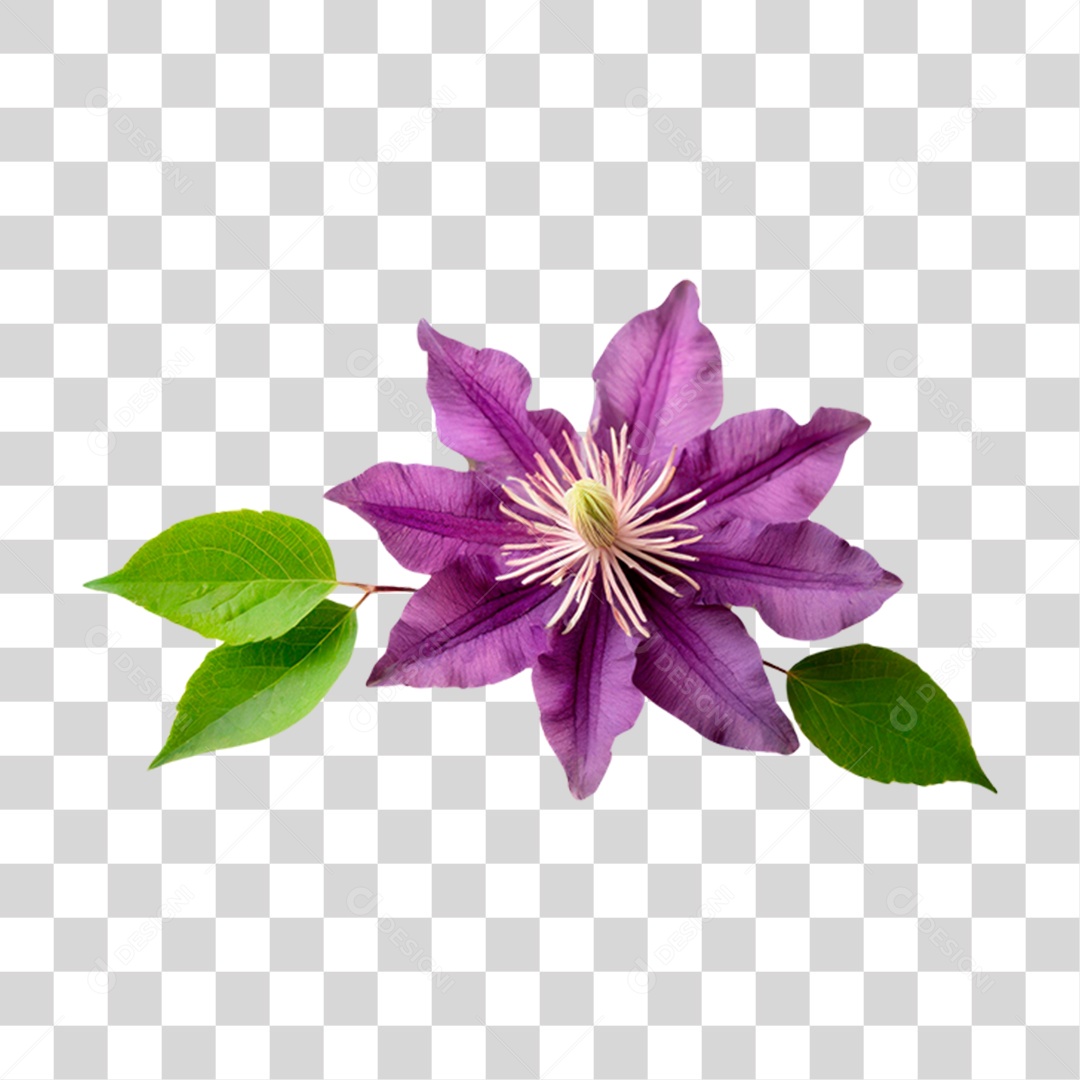 Flor Roxa de Clematis PNG Transparente