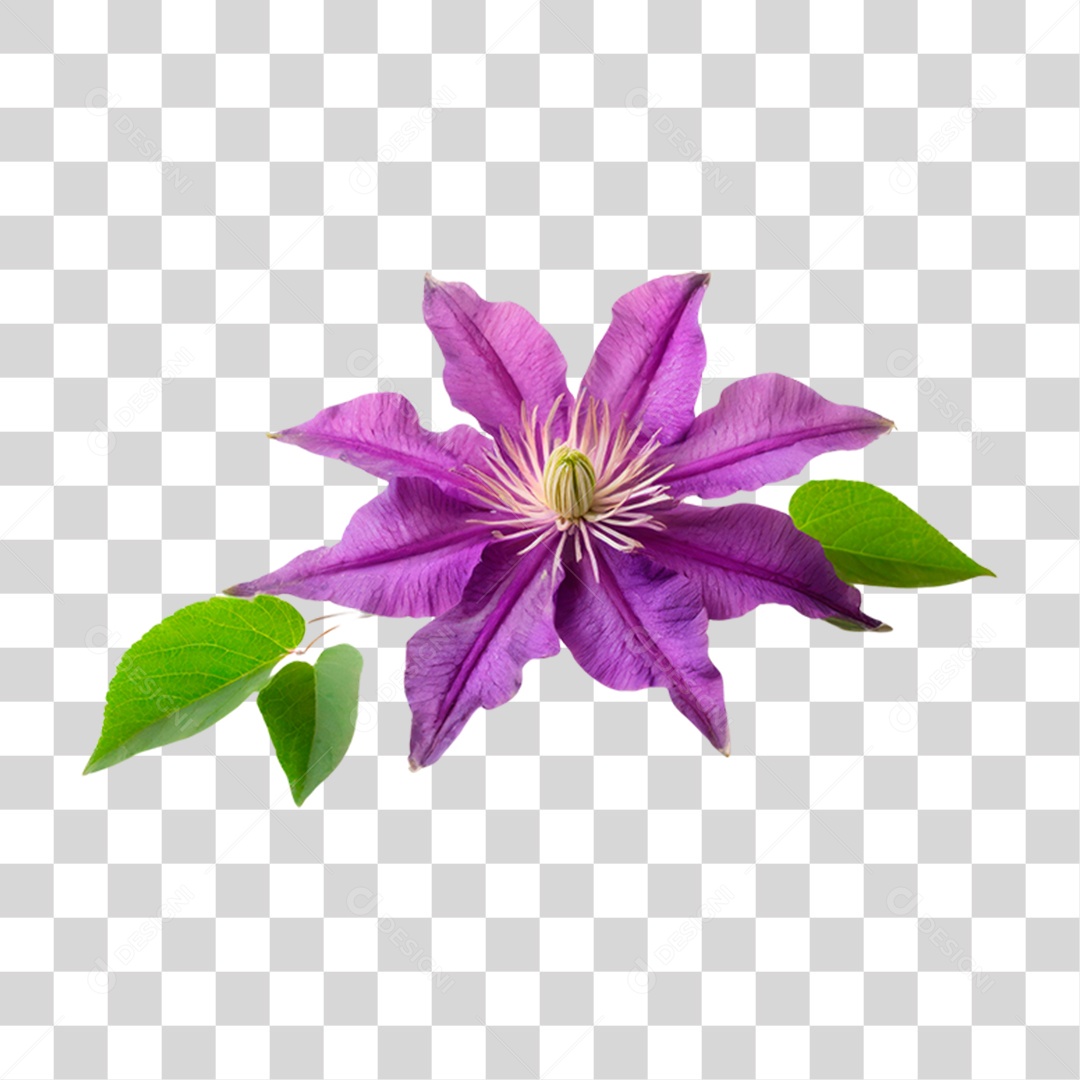 Flor Roxa de Clematis PNG Transparente