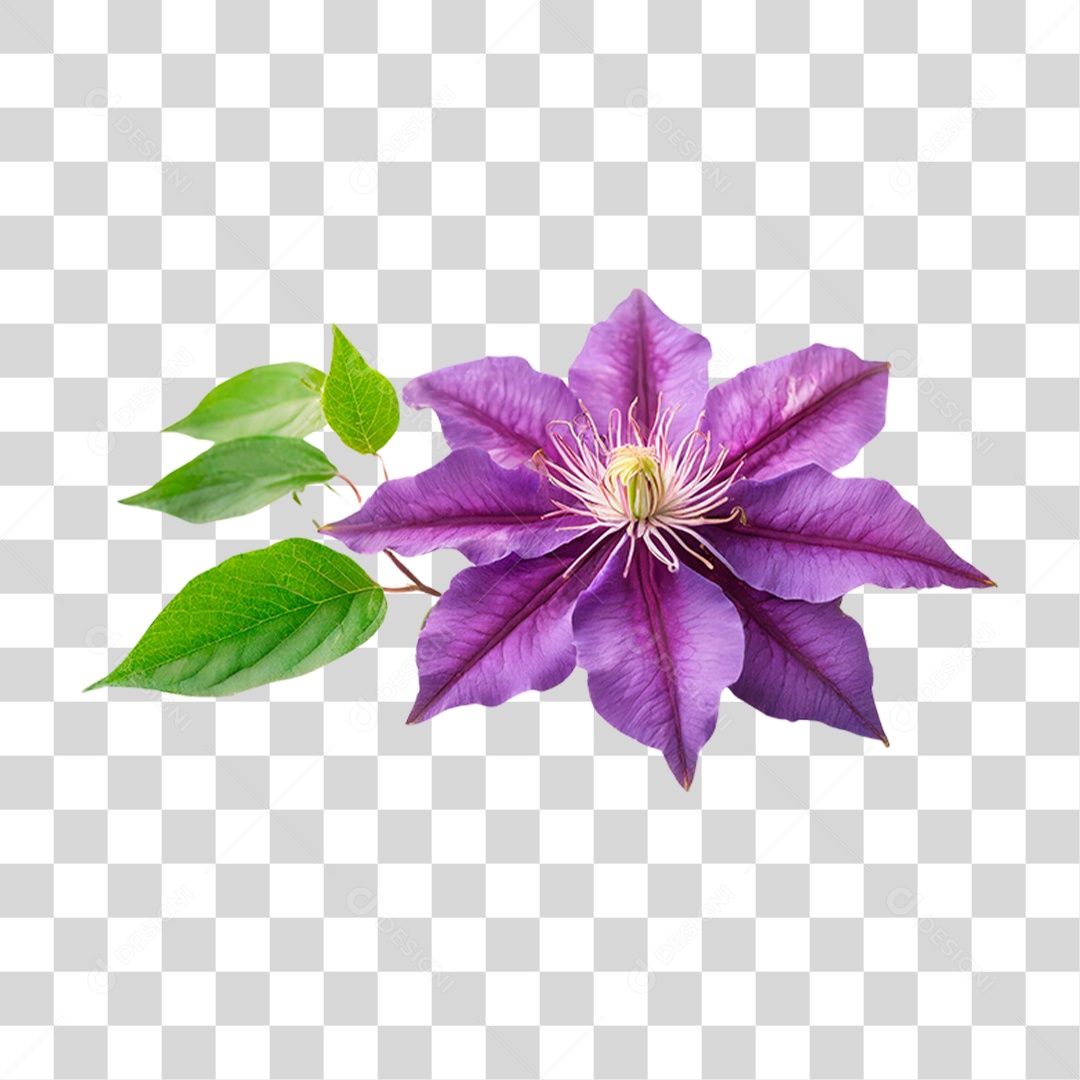 Flor Roxa de Clematis PNG Transparente