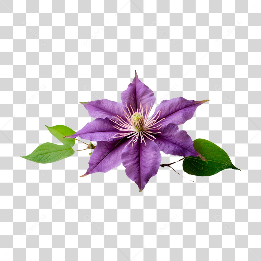 Flor Roxa de Clematis PNG Transparente
