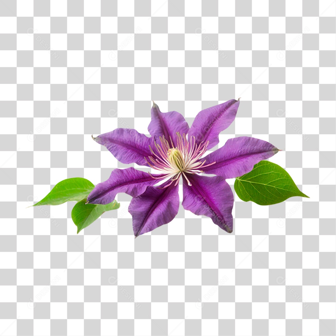 Flor Roxa de Clematis PNG Transparente