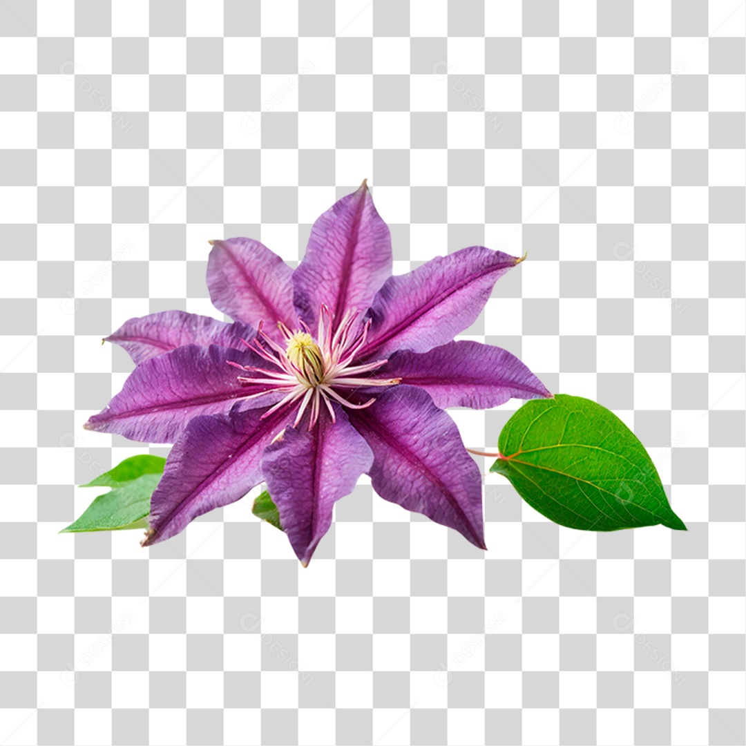 Flor Roxa de Clematis PNG Transparente