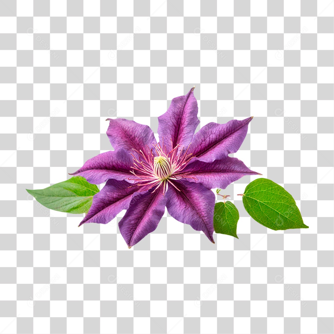 Flor Roxa de Clematis PNG Transparente
