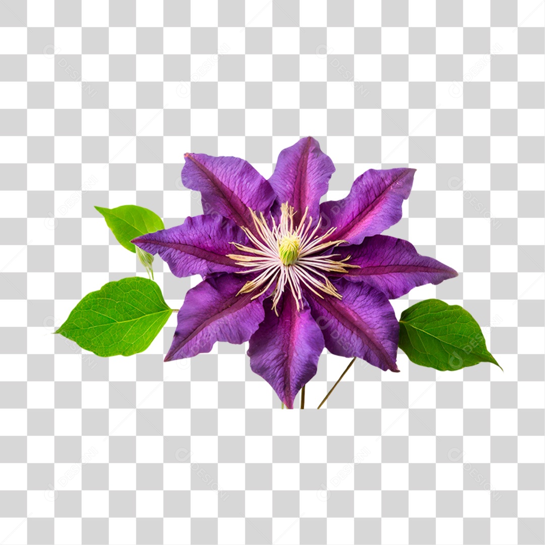 Flor Roxa de Clematis PNG Transparente