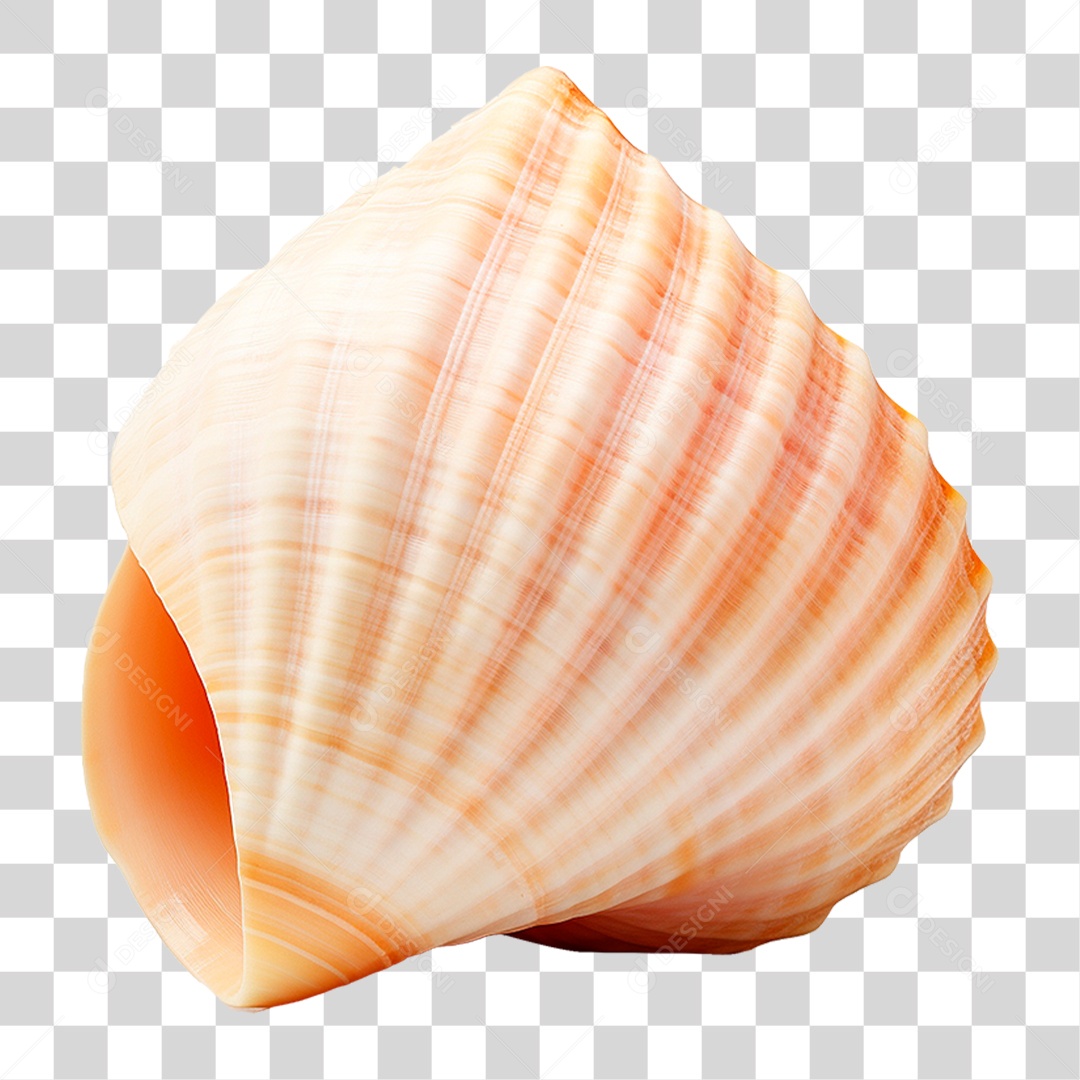 Concha Marinha PNG Transparente
