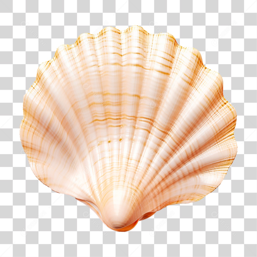 Concha Marinha PNG Transparente